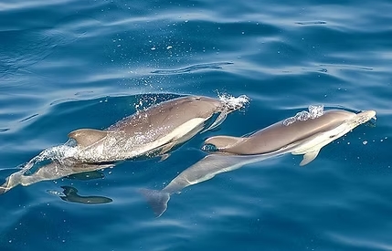 sortie dauphin Martinique