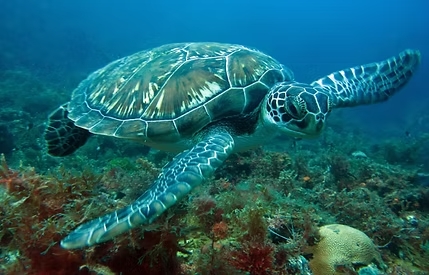 excursions à la Martinique